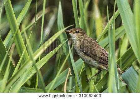 Eurasian Reed Warbler(acrocephalus Scirpaceus)