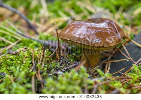Polish Mushroom Of The Borovik Or Mokhovik Genus. Boletus Badius.