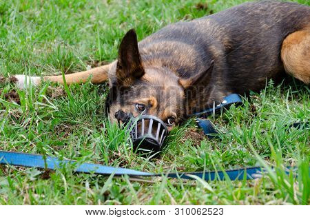 Young Energetic Half-breed Dog Walks In The Meadow. Correction Of Behavior. How To Protect Your Pet 