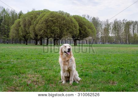 Young Energetic Labrador Retriever Dog Walks In The Meadow. How To Protect Your Pet From Hyperthermi