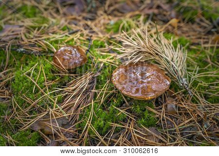 Polish Mushroom Of The Borovik Or Mokhovik Genus. Boletus Badius.