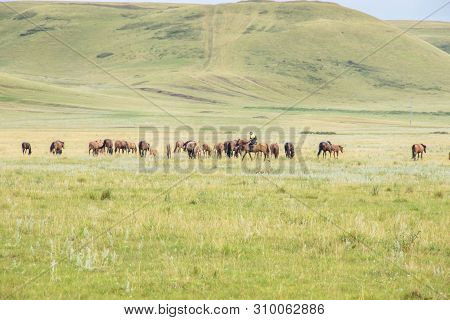 Herd Of Horses With Shepherd On A Green Meadow. Horse Farm Pasture With Mare And Foal. Summer Day La