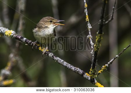 Eurasian Reed Warbler(acrocephalus Scirpaceus)