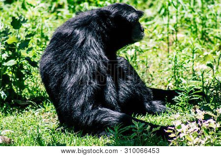 The Siamang Is An Arboreal Black Furred Gibbon Native To The Forests Of South East Asia. The Largest