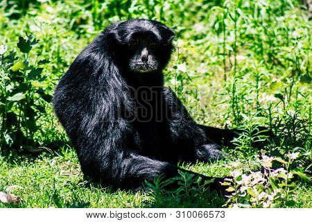 The Siamang Is An Arboreal Black Furred Gibbon Native To The Forests Of South East Asia. The Largest