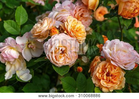 Blooming Yellow Orange Roses In The Garden On A Sunny Day. Charles Austin Rose