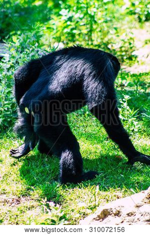 The Siamang Is An Arboreal Black Furred Gibbon Native To The Forests Of South East Asia. The Largest