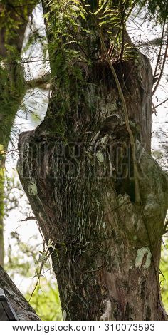 Rare Giant Ghost Orchid Dendrophylax Lindenii Grows High Up On A Cypress Tree In A Swamp In Naples, 