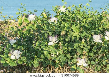 Capparis Flowering Plant On Blue Sea Water Background. Flowers, Leaves And Buds For Food And Medicin