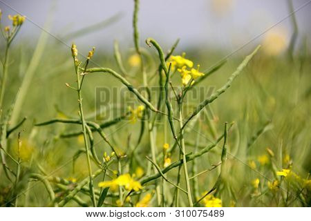 Summer Yellow Raps Field. Colza Is Ripening Colza Has Been Cultivated In Europe As An Ingredient For