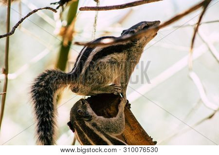 The Northern Palm Squirrel Is A Species Of Rodent In The Family Sciuridae, It Is A Semi Arboreal Spe