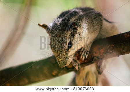 The Northern Palm Squirrel Is A Species Of Rodent In The Family Sciuridae, It Is A Semi Arboreal Spe