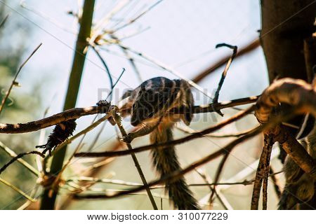The Northern Palm Squirrel Is A Species Of Rodent In The Family Sciuridae, It Is A Semi Arboreal Spe