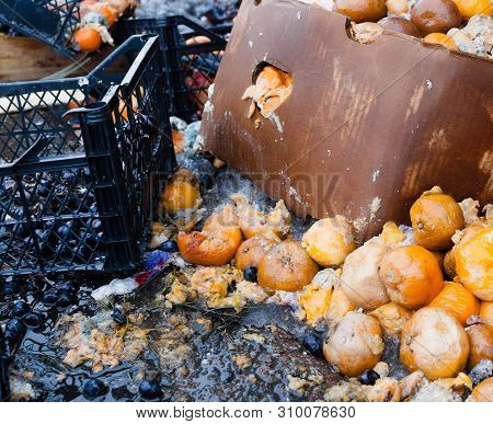 Rotten Mandarin Oranges On The Landfill. Spoilt Citrus Products. Rotten Tropical Fruit. Pile Of Garb