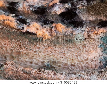 Mouldy (moldy) Bread. Bread With Mold (must, Mustiness, Mildew). Close-up.