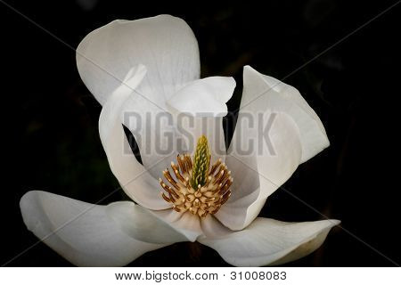 Bianco Magnolia