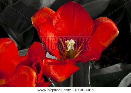 Tulipano rosso