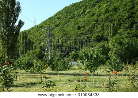 Green Mountains. Trees On The Edge Of The Mountain. Green Garden. Red Gold Roses. Sycamore Tree . Az