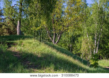 Beautiful Hillock With Oaks And Birches, Green Landscape