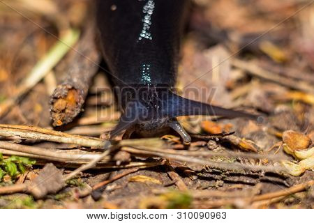 Black Slug (limax Cinereoniger) Crawling In The Woods, Macro