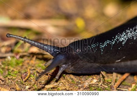 Black Slug (limax Cinereoniger) Crawling In The Woods, Macro