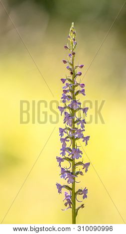 Marsh Fragrant Orchid (gymnadenia Conopsea) Beautiful Wild Flower In Calcareous Grassland With Brigh