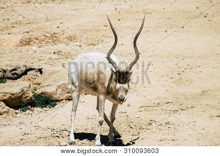 The Addax, Also Known As The White Antelope And The Screwhorn Antelope, Is An Antelope Of The Genus 