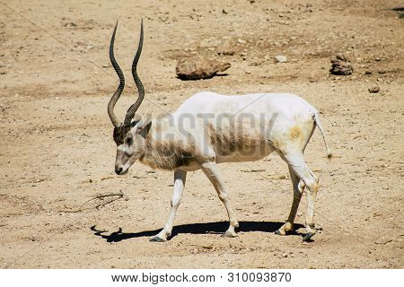 The Addax, Also Known As The White Antelope And The Screwhorn Antelope, Is An Antelope Of The Genus 