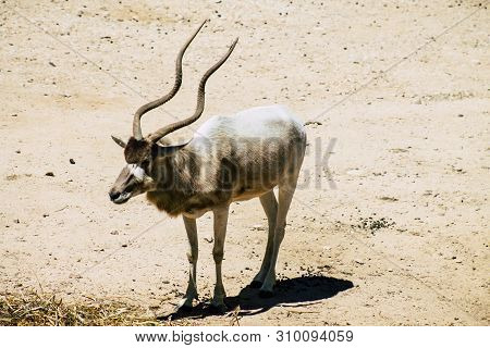 The Addax, Also Known As The White Antelope And The Screwhorn Antelope, Is An Antelope Of The Genus 