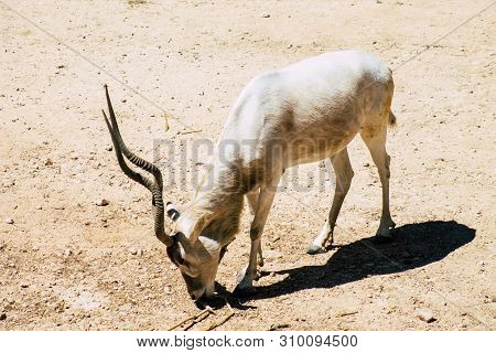 The Addax, Also Known As The White Antelope And The Screwhorn Antelope, Is An Antelope Of The Genus 