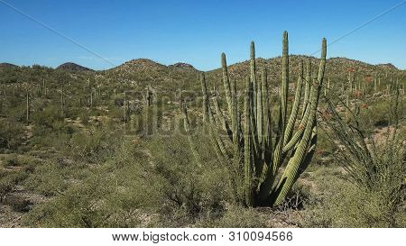 Close Up Of An Organpipe Cactus In Arizona