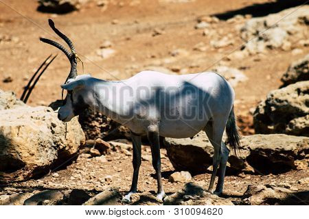 The Addax, Also Known As The White Antelope And The Screwhorn Antelope, Is An Antelope Of The Genus 