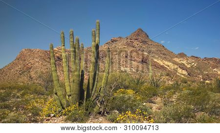 An Organpipe Cactus With Twin Peaks In The Background