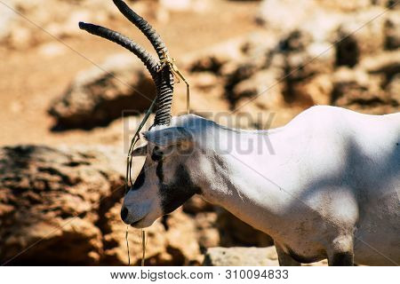 The Addax, Also Known As The White Antelope And The Screwhorn Antelope, Is An Antelope Of The Genus 