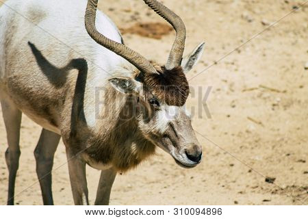 The Addax, Also Known As The White Antelope And The Screwhorn Antelope, Is An Antelope Of The Genus 