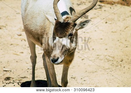 The Addax, Also Known As The White Antelope And The Screwhorn Antelope, Is An Antelope Of The Genus 