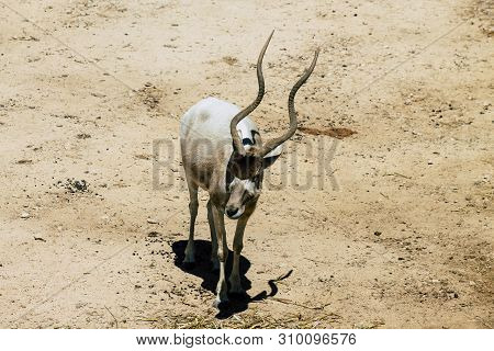 The Addax, Also Known As The White Antelope And The Screwhorn Antelope, Is An Antelope Of The Genus 