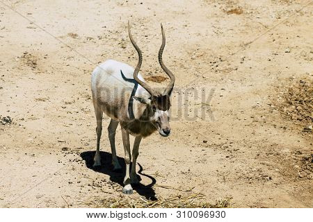 The Addax, Also Known As The White Antelope And The Screwhorn Antelope, Is An Antelope Of The Genus 