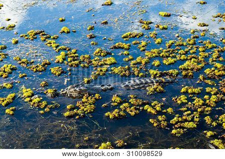 Salt Water Crocodile (salty) In The Water In Kakadu Nation Park (australia, Northern Territory)