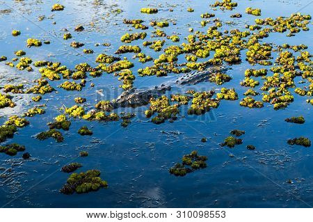 Salt Water Crocodile (salty) In The Water In Kakadu Nation Park (australia, Northern Territory)
