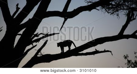 Leopardo estaba parado en un árbol
