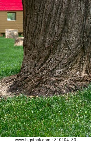 Tree Trunk And Grass With Background Of A Hut With Red Roof