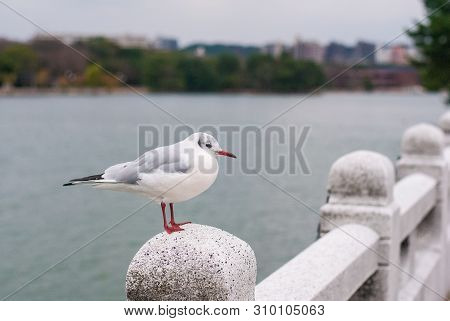 White Birds Standing On The Stone Bridge With Has Lake And Building In The Background