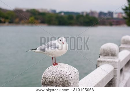 White Birds Standing On The Stone Bridge With Has Lake And Building In The Background
