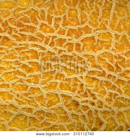 The Cracked Skin Of A Ripe Melon. Abstract Yellow Background. Crackly Old Brown Textures. Close-up. 