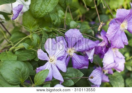 Geranium Wallichianum, Background Texture Of Purple Flowers With