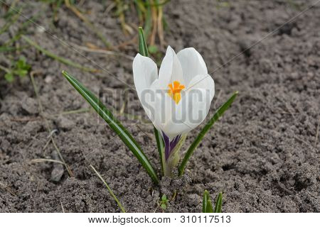 Flower Of White Spring Crocus In The Ground.