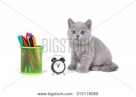 Charming Purple Fluffy British Kitten Sitting Next To The Clock, Pencils. Back To School