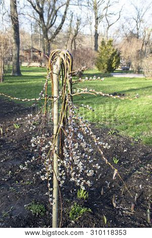 Fresh Spring Nature Background With Willow Branches And Furry Yellow Catkin At Bokeh, Front View Wit