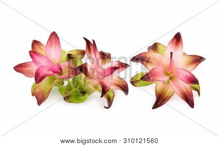 Krachiew Flowers Isolated On White Background,tropical Flower